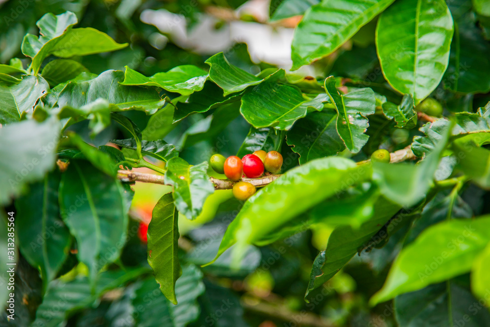 Coffee beans ripening on tree in Costa Rica.