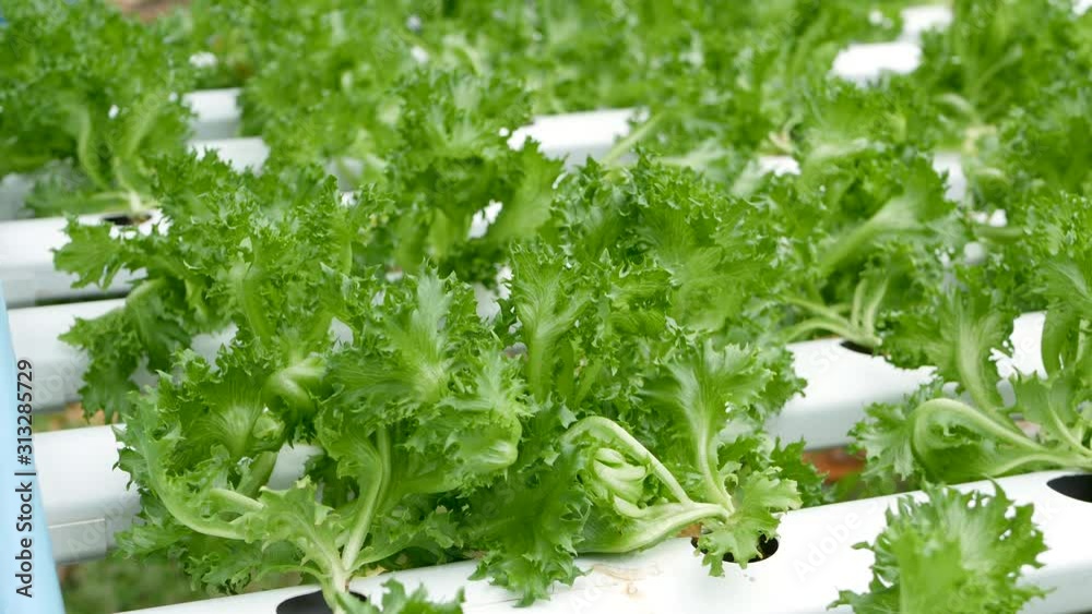 Rows of fresh juicy plants growing on modern ecological hydroponic farm, garden beds. Concept of healthy, eco friendly balanced diet rich in vitamins. Agricultural technologies, go green innovations Rows of fresh juicy plants growing on modern ecological hydroponic farm, garden beds. Concept of healthy, eco friendly balanced diet rich in vitamins. Agricultural technologies, go green innovations