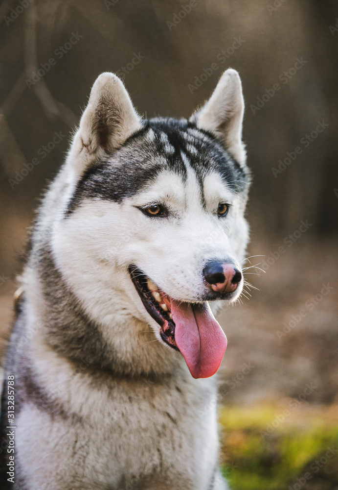 Dog portrait husky