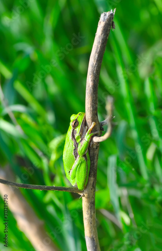 Europaean tree frog Hyla arborea from water onto dry reed-mace leaf in natural background