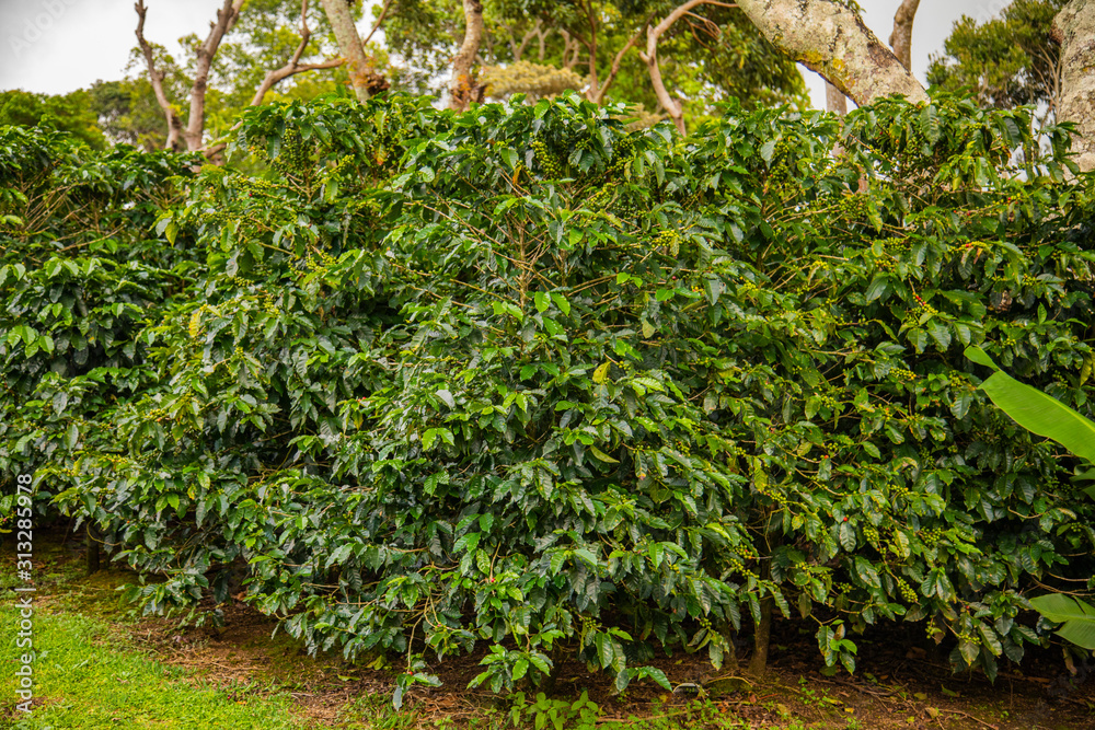 Coffee beans ripening on tree in Costa Rica. Coffee beans ripening on tree in Costa Rica.