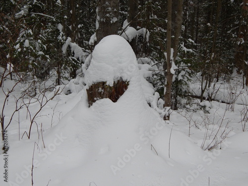  . Stump under the snow. Snowdrifts. © Ольга Лучникова
