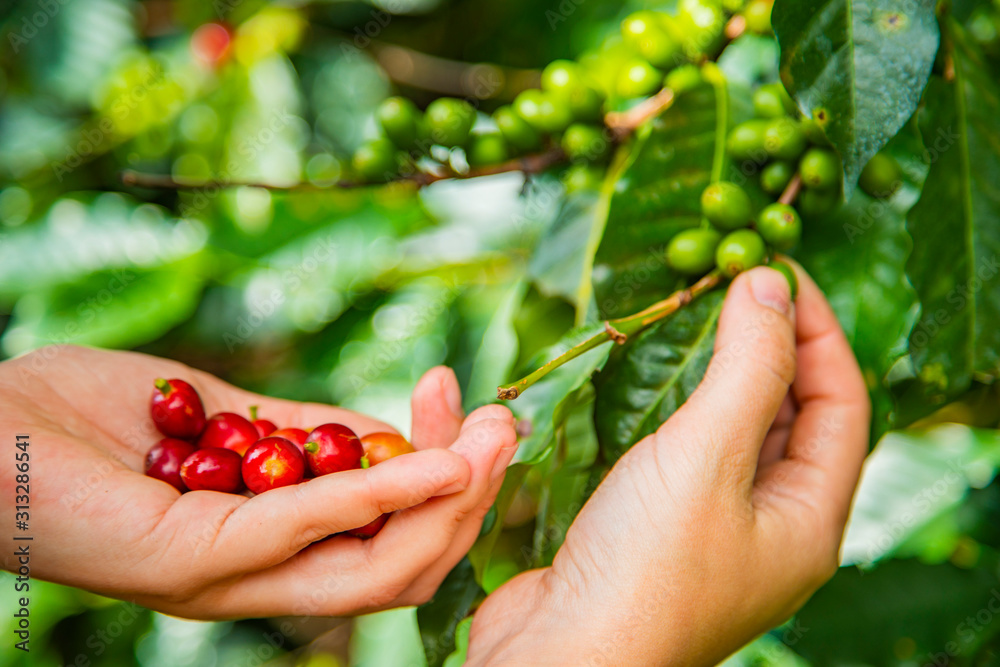 Coffee berries in female hands. Costa Rica. Coffee berries in female hands. Costa Rica.