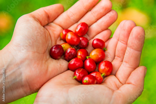 Coffee berries in female hands. Costa Rica.