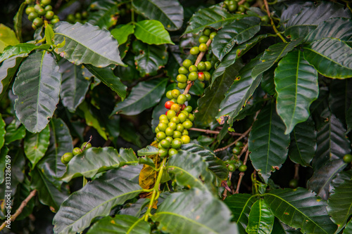 Coffee beans ripening on tree in Costa Rica.