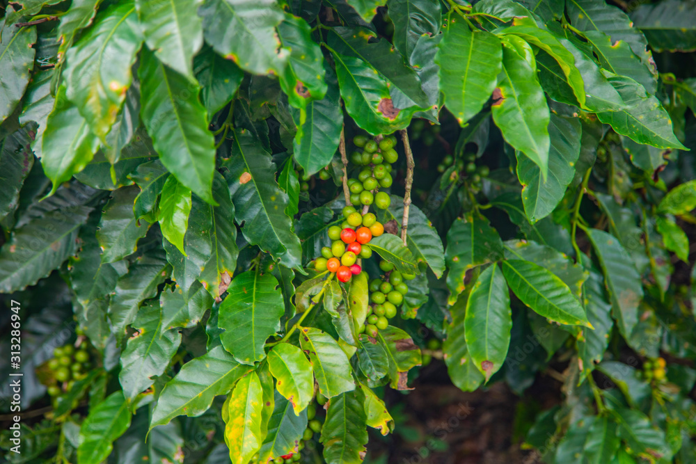 Coffee beans ripening on tree in Costa Rica. Coffee beans ripening on tree in Costa Rica.