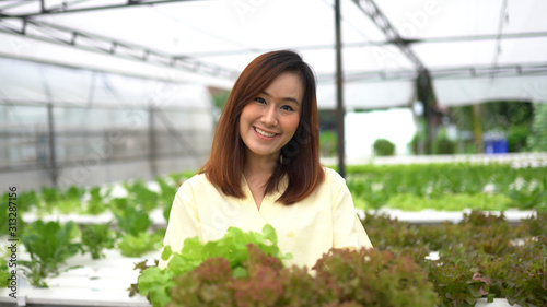 Asian woman harvesting fresh vegetables  in hydro farm