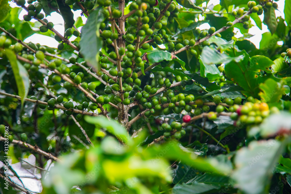 Coffee beans ripening on tree in Costa Rica. Coffee beans ripening on tree in Costa Rica.