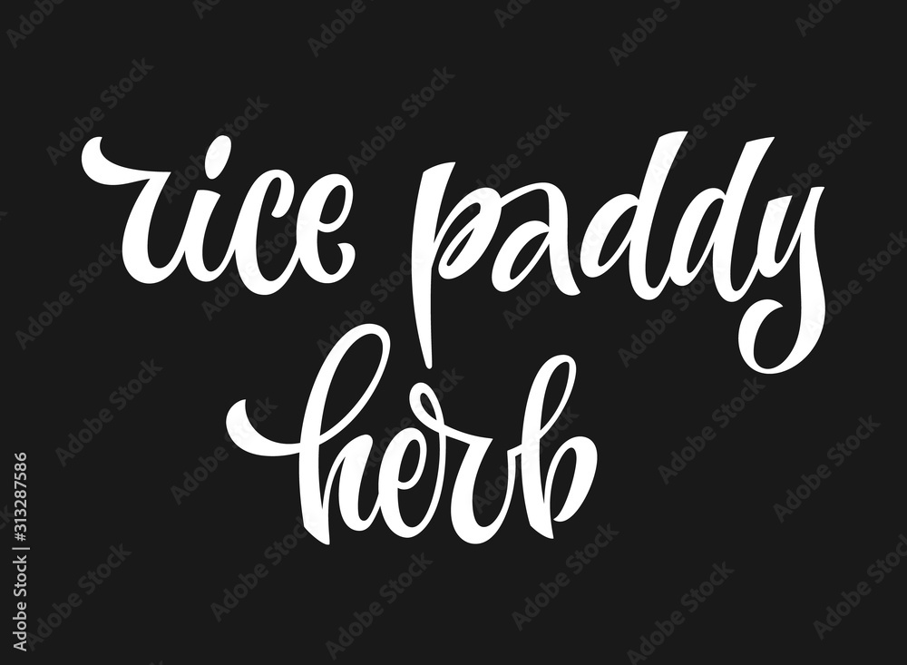 White colored hand drawn spice label - Rice paddy herb. Isolated calligraphy scrypt stile word. Vector lettering design element.