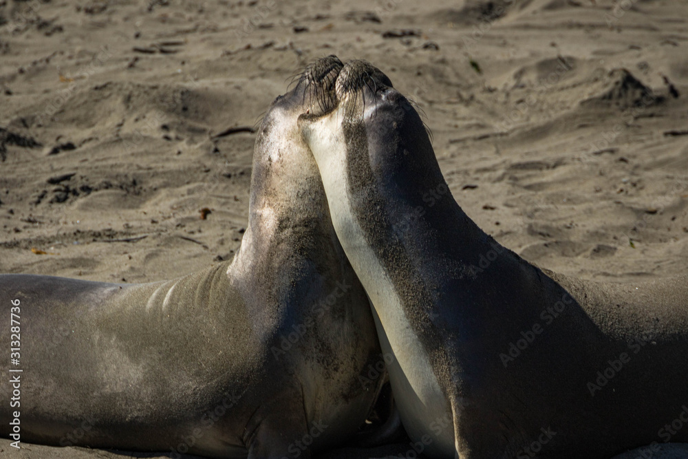 Obraz premium Pair of Northern Elephant Seals on the beach, California