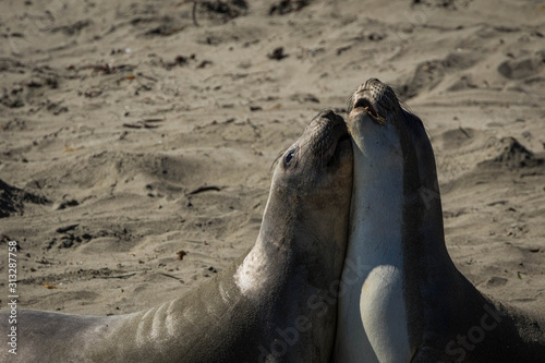 Pair of Northern elephant seals on the beach, California