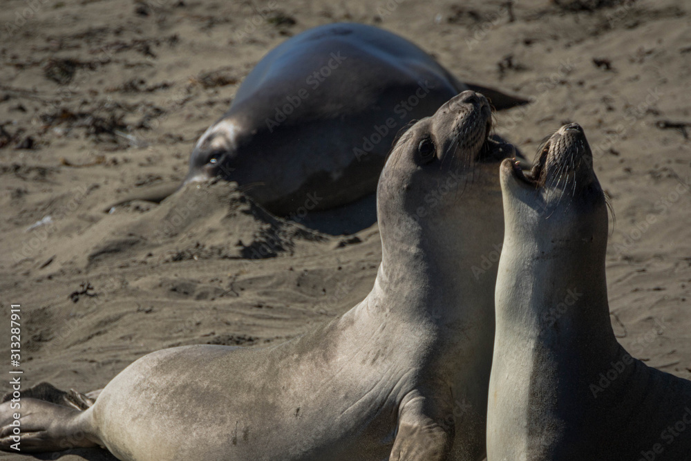 Fototapeta premium Pair of northern elephant seals on the beach, California