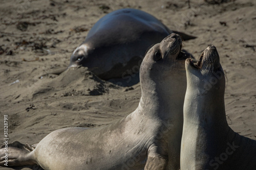 Pair of northern elephant seals on the beach, California