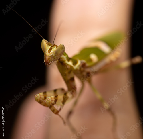 MACRO PORTRAIT PHOTO OF PRATING MANTIS