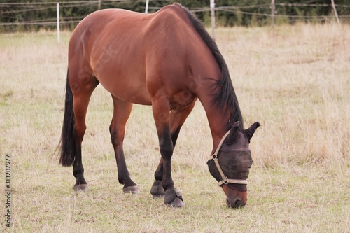 braunes Pferd mit Fliegenschutz aus der Weide © Manfred Richter