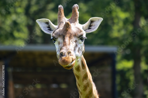 Rothschild s giraffe looking at camera © lagunabluemolly