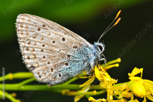 Closeup beautiful butterfly sitting on the flower.