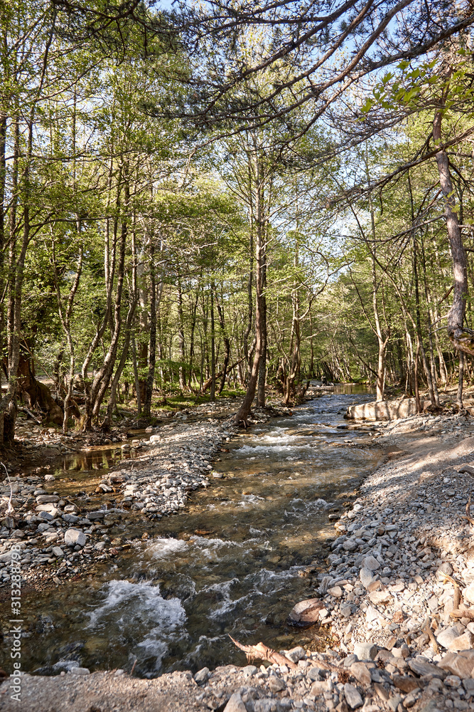 Obraz premium river in the forest