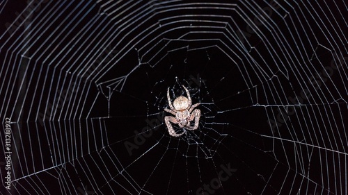 Spider sits in the web at night. Black background, Sochi