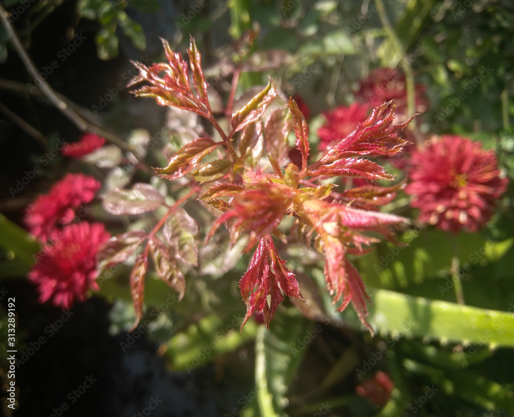 red flowers in the garden red flowers in the garden