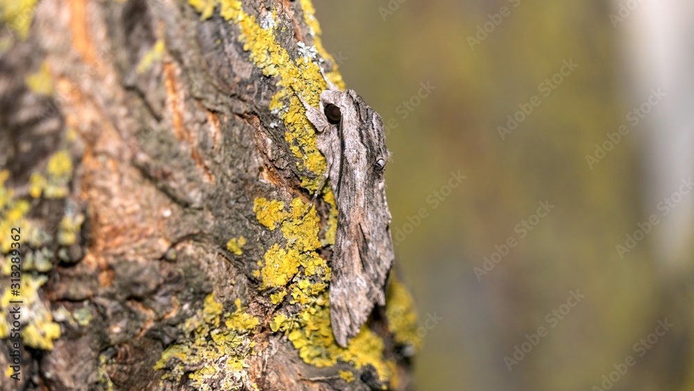 Close up of moth disguises itself on a tree in a moss, Sochi Close up of moth disguises itself on a tree in a moss, Sochi