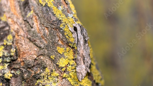 Close up of moth disguises itself on a tree in a moss, Sochi