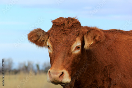 vache sans cornes