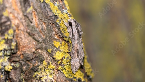 Close up of moth disguises itself on a tree in a moss, Sochi