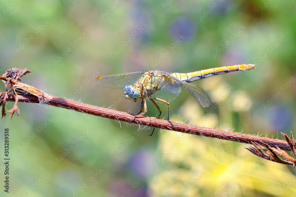 Macro shots, showing of eyes dragonfly and wings detail. Beautiful dragonfly in the nature habitat. Macro shots, showing of eyes dragonfly and wings detail. Beautiful dragonfly in the nature habitat.