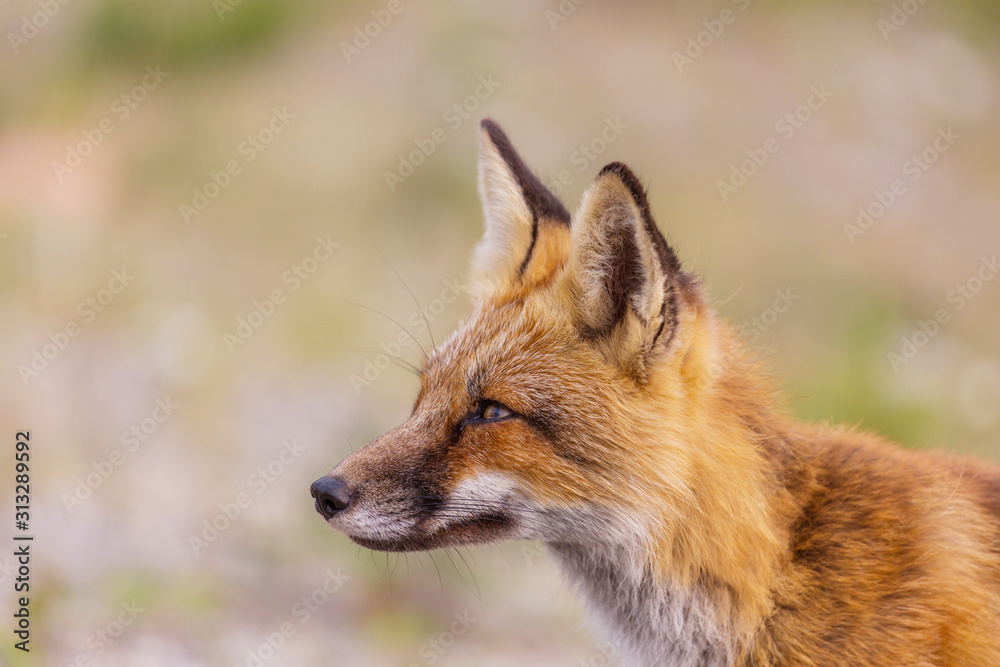 Fox Fox