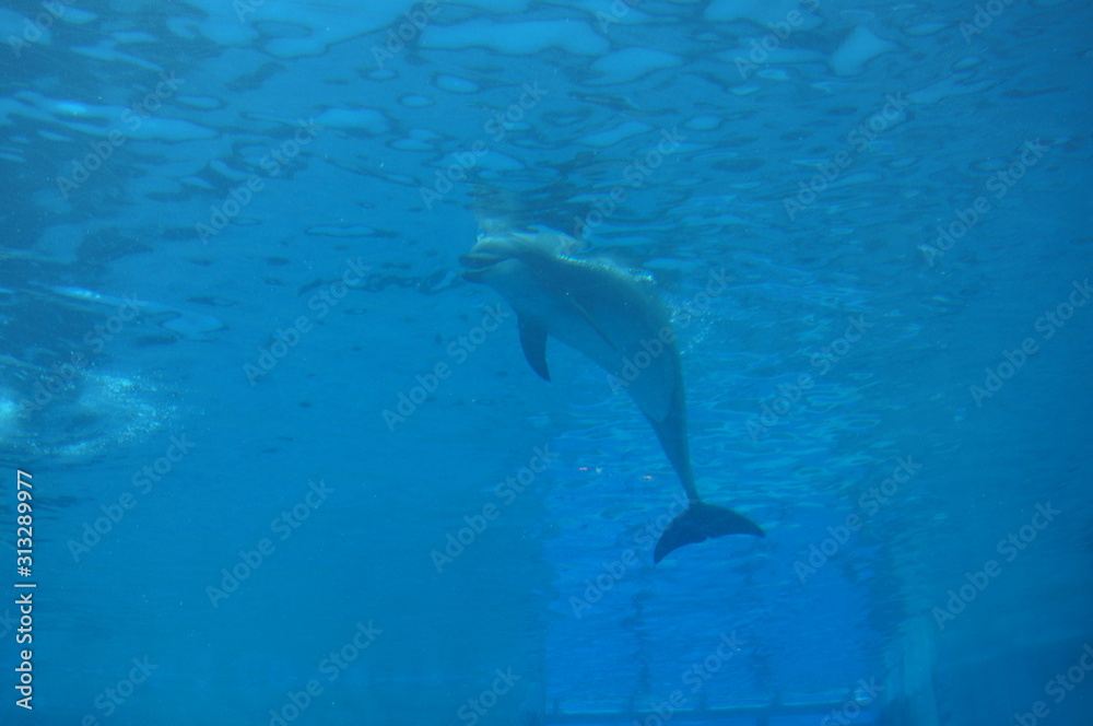 Fototapeta premium Dolphins swimming in aquarium pool