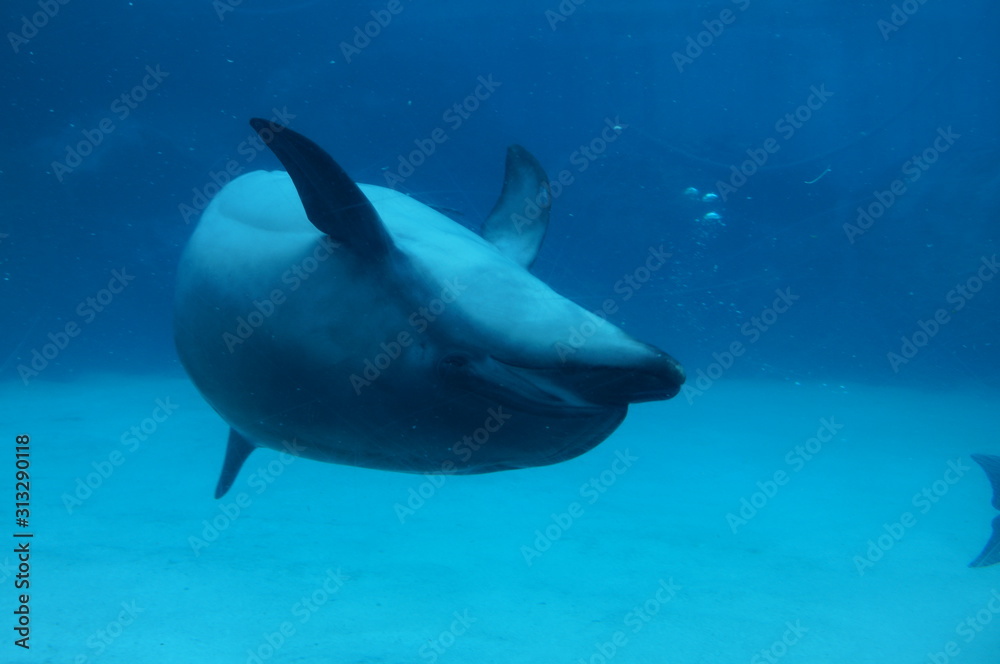 Obraz premium Dolphins swimming in aquarium pool