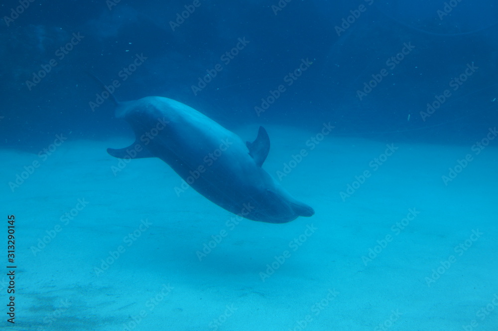 Dolphins swimming in aquarium pool