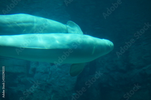 Beluga in the aquarium