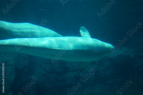 Beluga in the aquarium