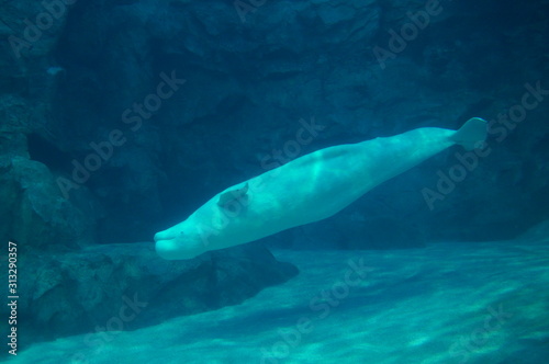 Beluga in the aquarium