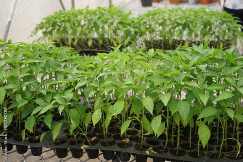 Hot pepper seedling in tray prepare for transplant