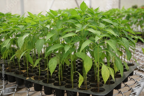 Hot pepper seedling in tray prepare for transplant