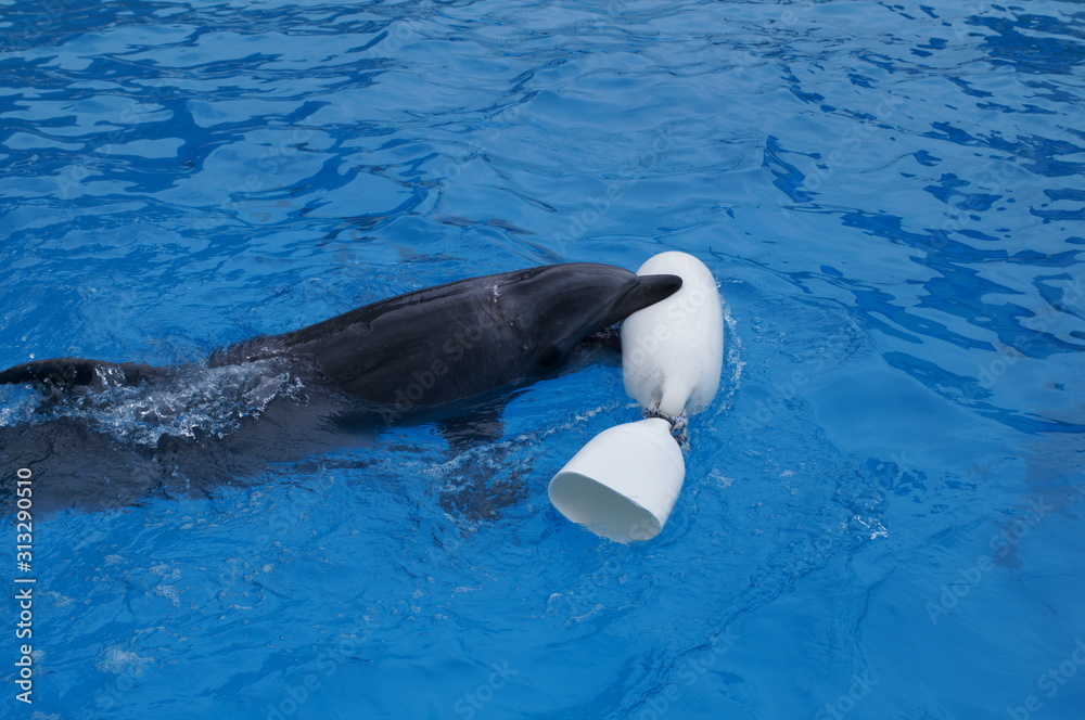 Fototapeta premium Dolphins swimming in aquarium pool
