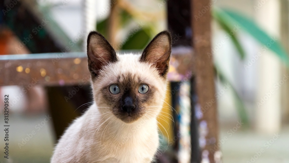 Close up Portrait of Siamese kitten looking in camera, Sochi
