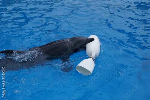 Dolphins swimming in aquarium pool