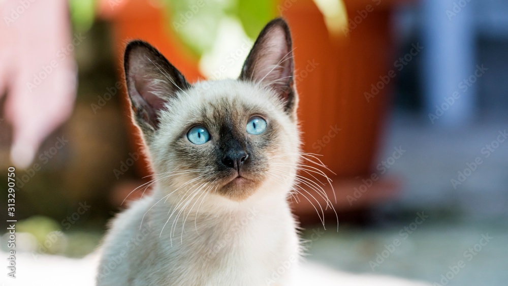 Close up Portrait of Siamese kitten looking in camera, Sochi