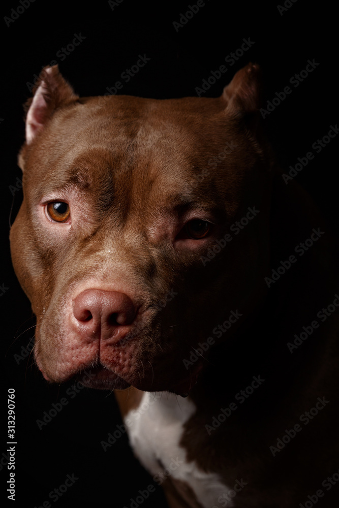 Dog breed American pit bull terrier. Dark background.