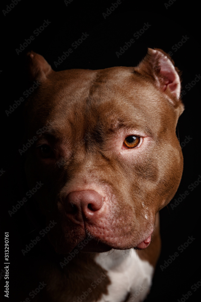 Dog breed American pit bull terrier. Dark background.