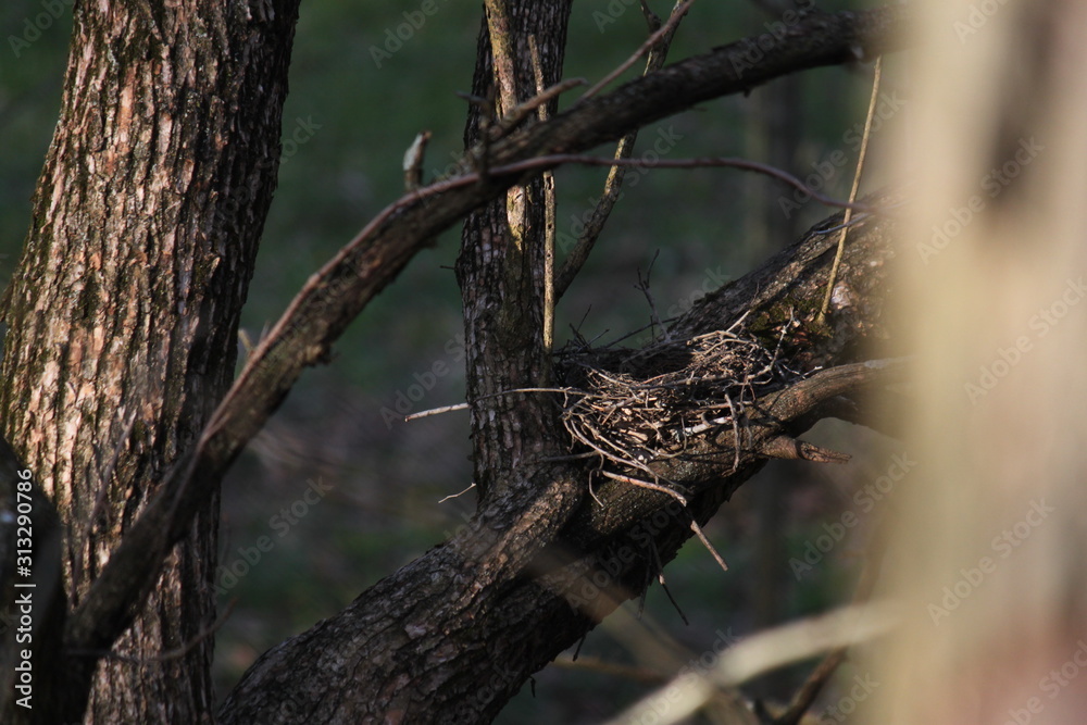 Fototapeta premium Abandoned Nest