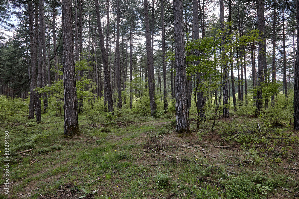 Fototapeta premium path in the forest