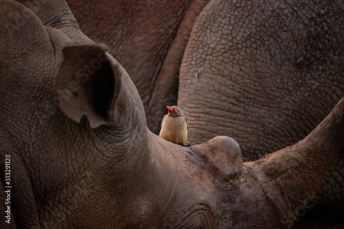 Oxpecker bird perched on a rhino photo