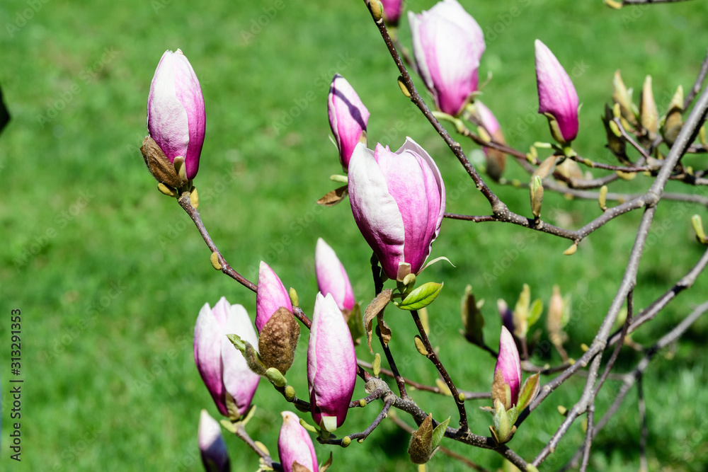 Close up of many delicate white pink magnolia flowers blossoms on a branch in a garden in a sunny spring day, beautiful outdoor floral background Close up of many delicate white pink magnolia flowers blossoms on a branch in a garden in a sunny spring day, beautiful outdoor floral background