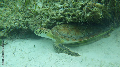 Sea turtle underwater in the sand