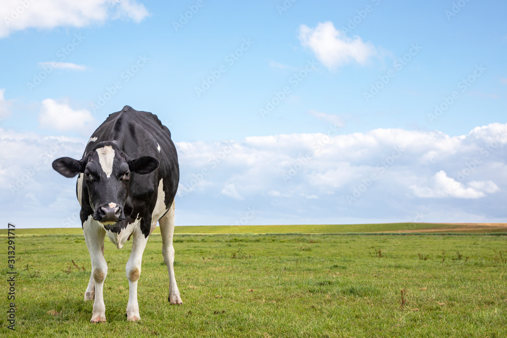 A black and white cow, looking angry distrustful, in a  pasture under a blue cloudy sky and a distant straight horizon behind.